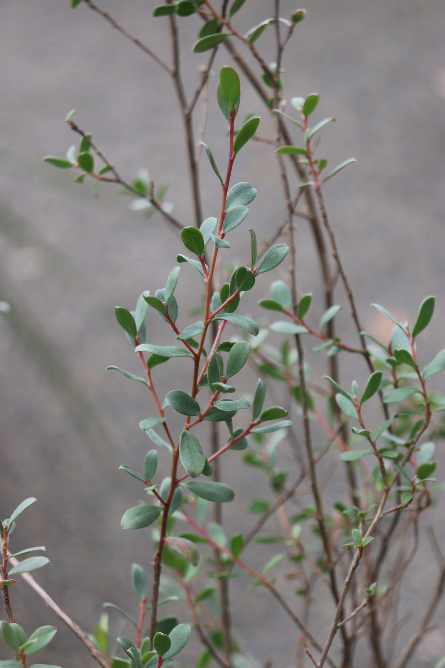 *RETAIL - Leptospermum glaucescens