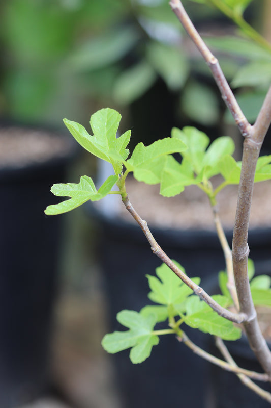 *RETAIL - Ficus carica 'Peter's Honey'