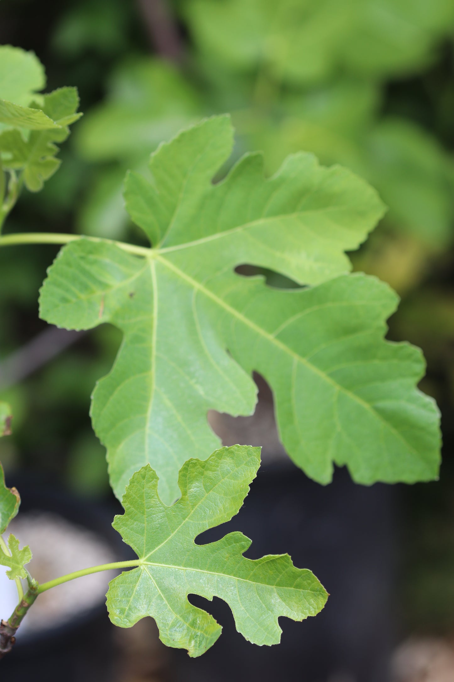 *RETAIL - Ficus carica 'Celeste'