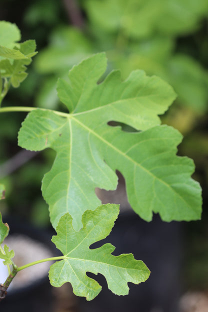 Ficus carica 'Celeste'