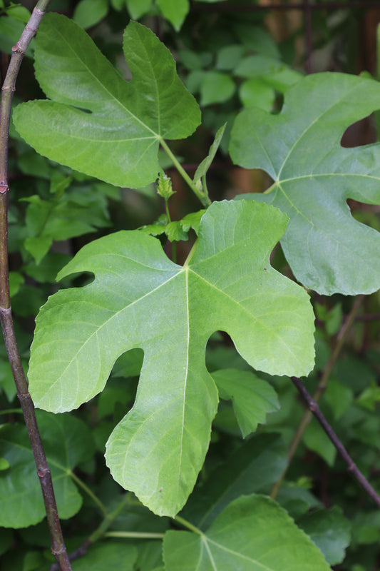 *RETAIL - Ficus carica 'Hollier'