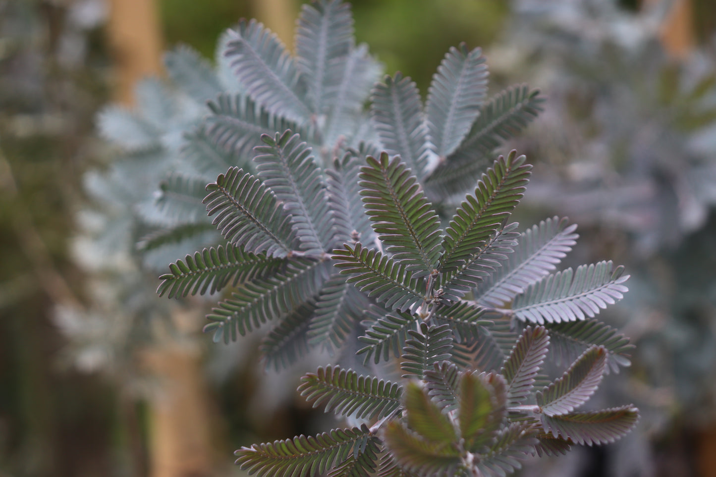 *RETAIL - Acacia baileyana 'Purpurea'