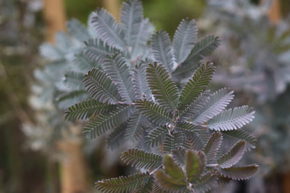 *RETAIL - Acacia baileyana 'Purpurea'