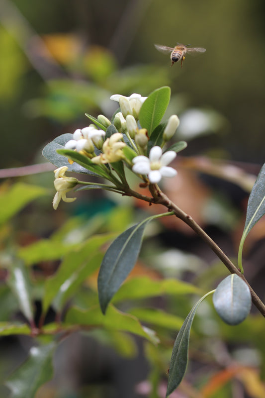 *RETAIL - Pittosporum tobira 'Tall n Tough'