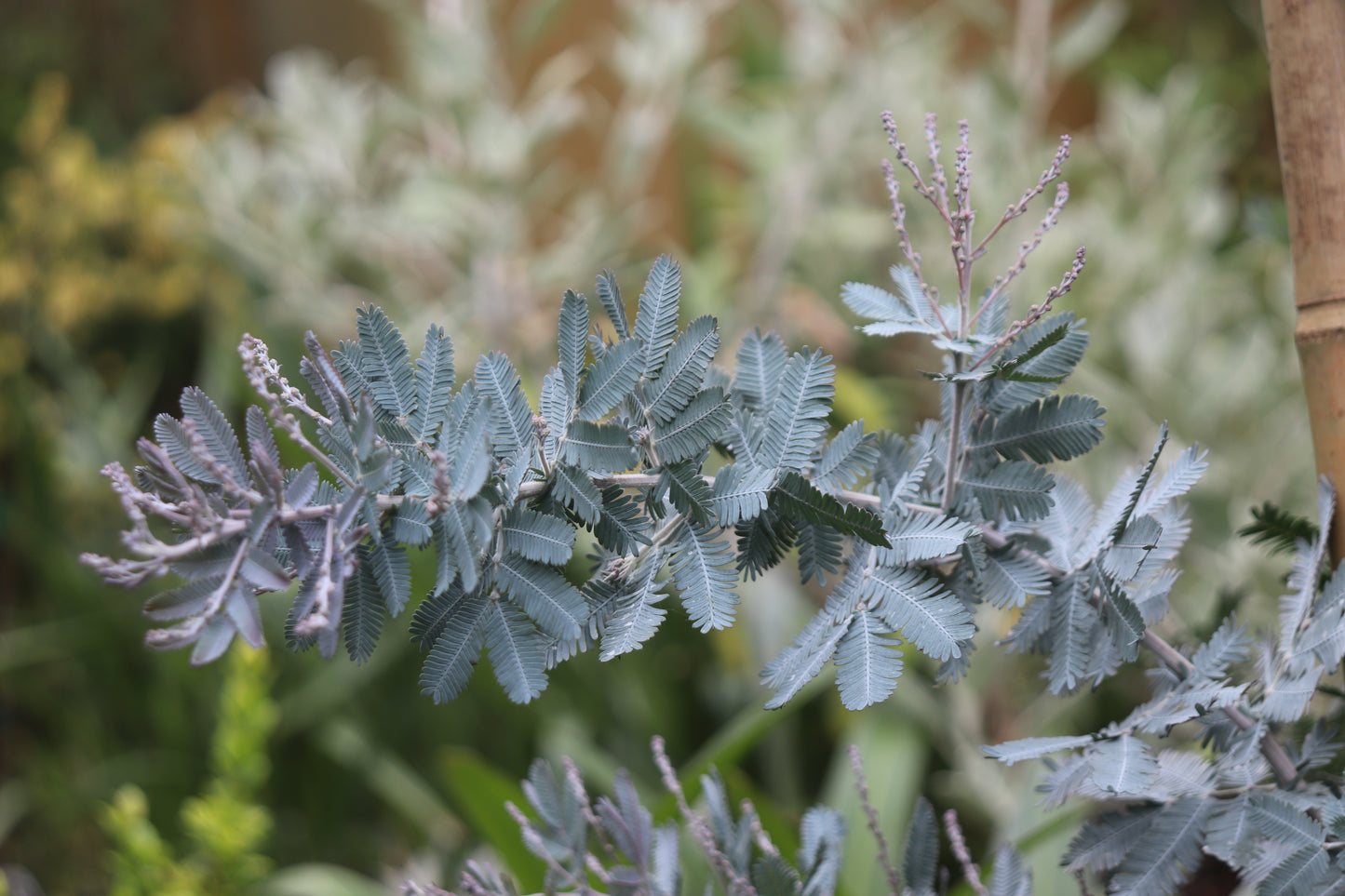 *RETAIL - Acacia baileyana 'Purpurea'