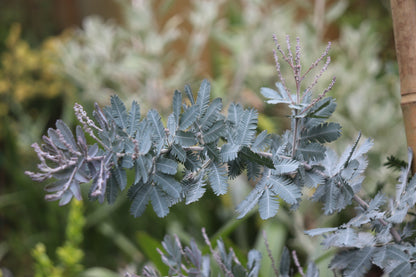 *RETAIL - Acacia baileyana 'Purpurea'