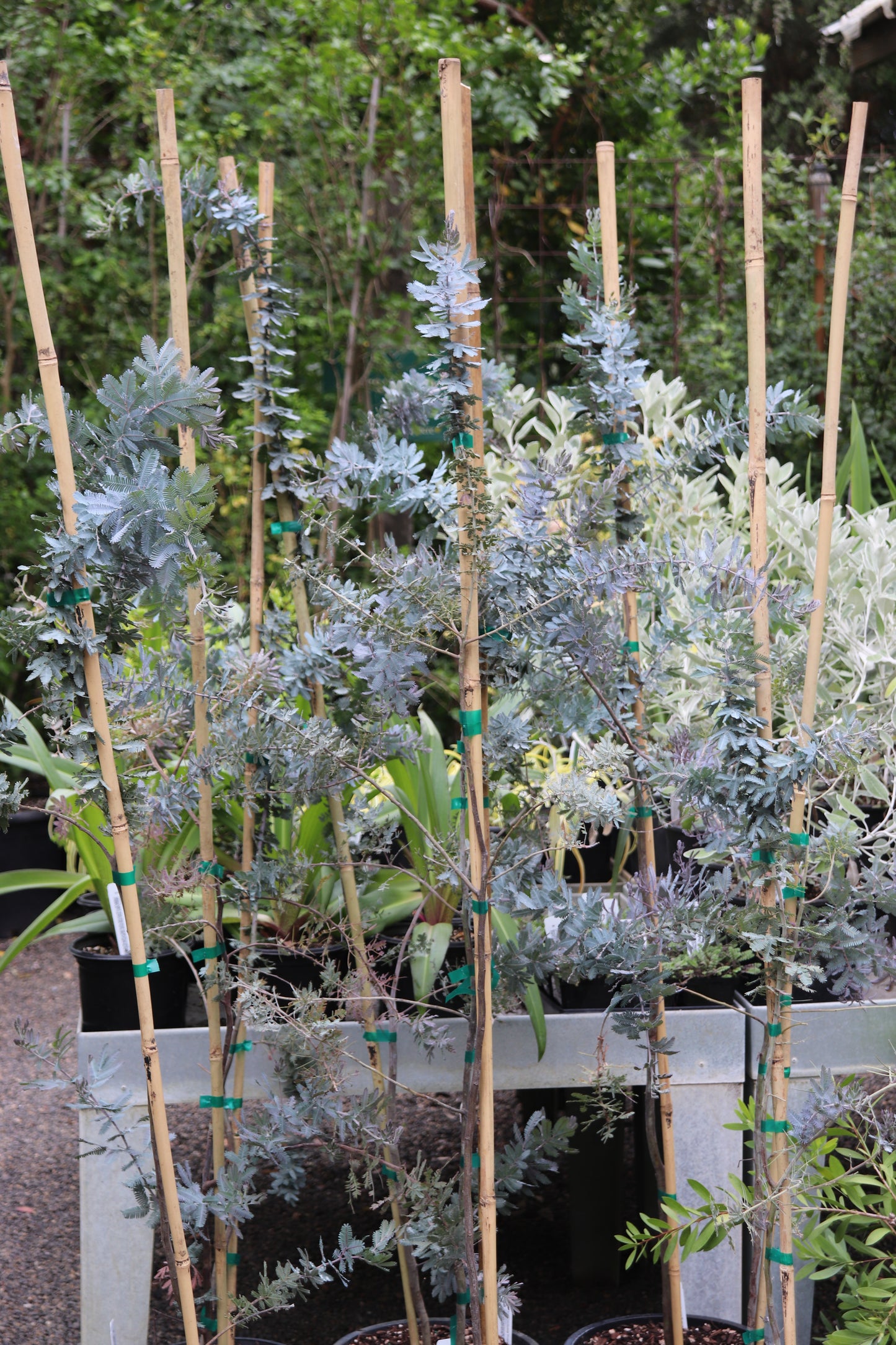 *RETAIL - Acacia baileyana 'Purpurea'