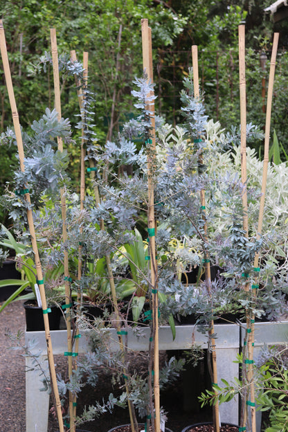 *RETAIL - Acacia baileyana 'Purpurea'