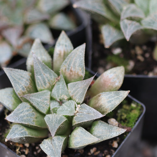 *RETAIL - Haworthia emelyae