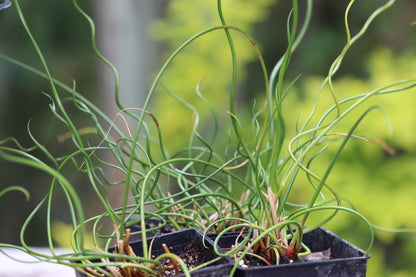 *RETAIL - Juncus effusus 'Spiralis'