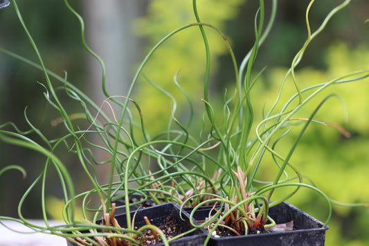 *RETAIL - Juncus effusus 'Spiralis'