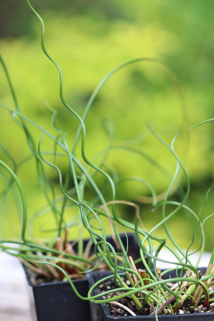 *RETAIL - Juncus effusus 'Spiralis'