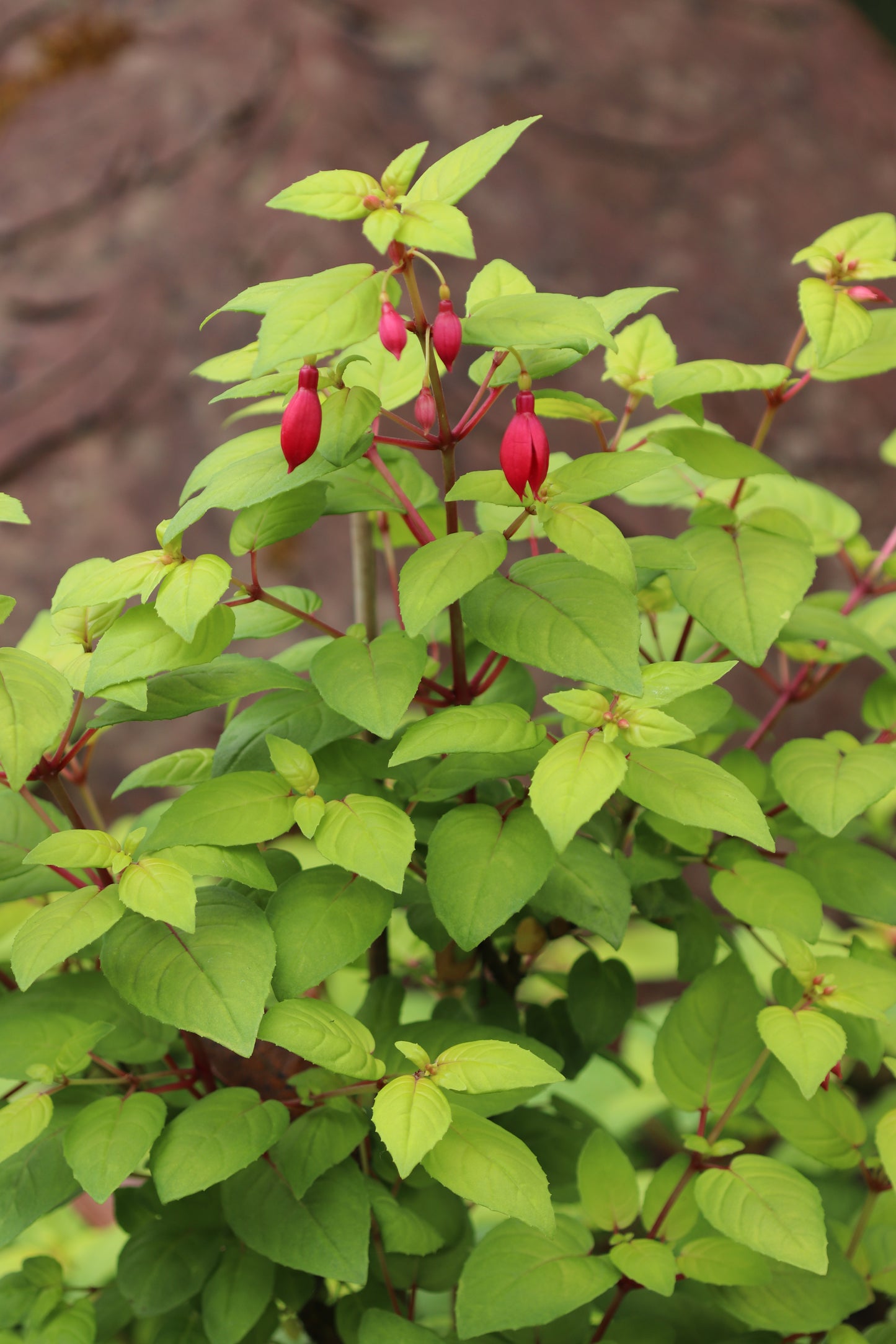 *RETAIL - Fuchsia 'Golden Harold'