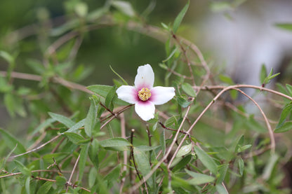 *RETAIL - Philadelphus madrensis