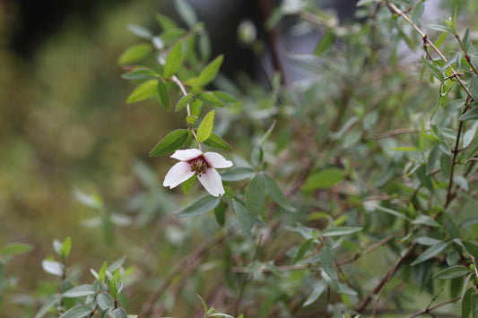 *RETAIL - Philadelphus madrensis