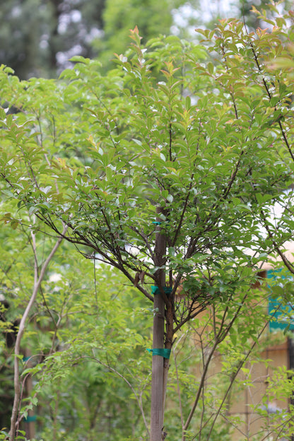 *RETAIL - Lagerstroemia 'Twilight' - Standard