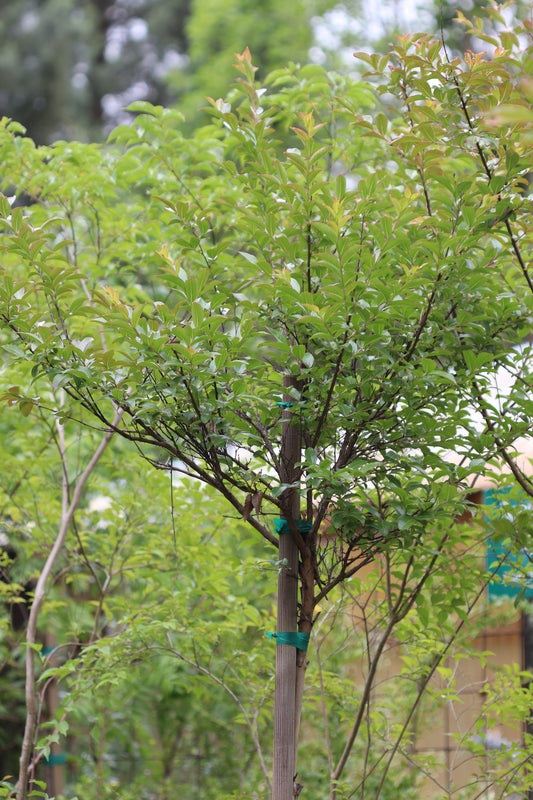 *RETAIL - Lagerstroemia 'Twilight' - Standard