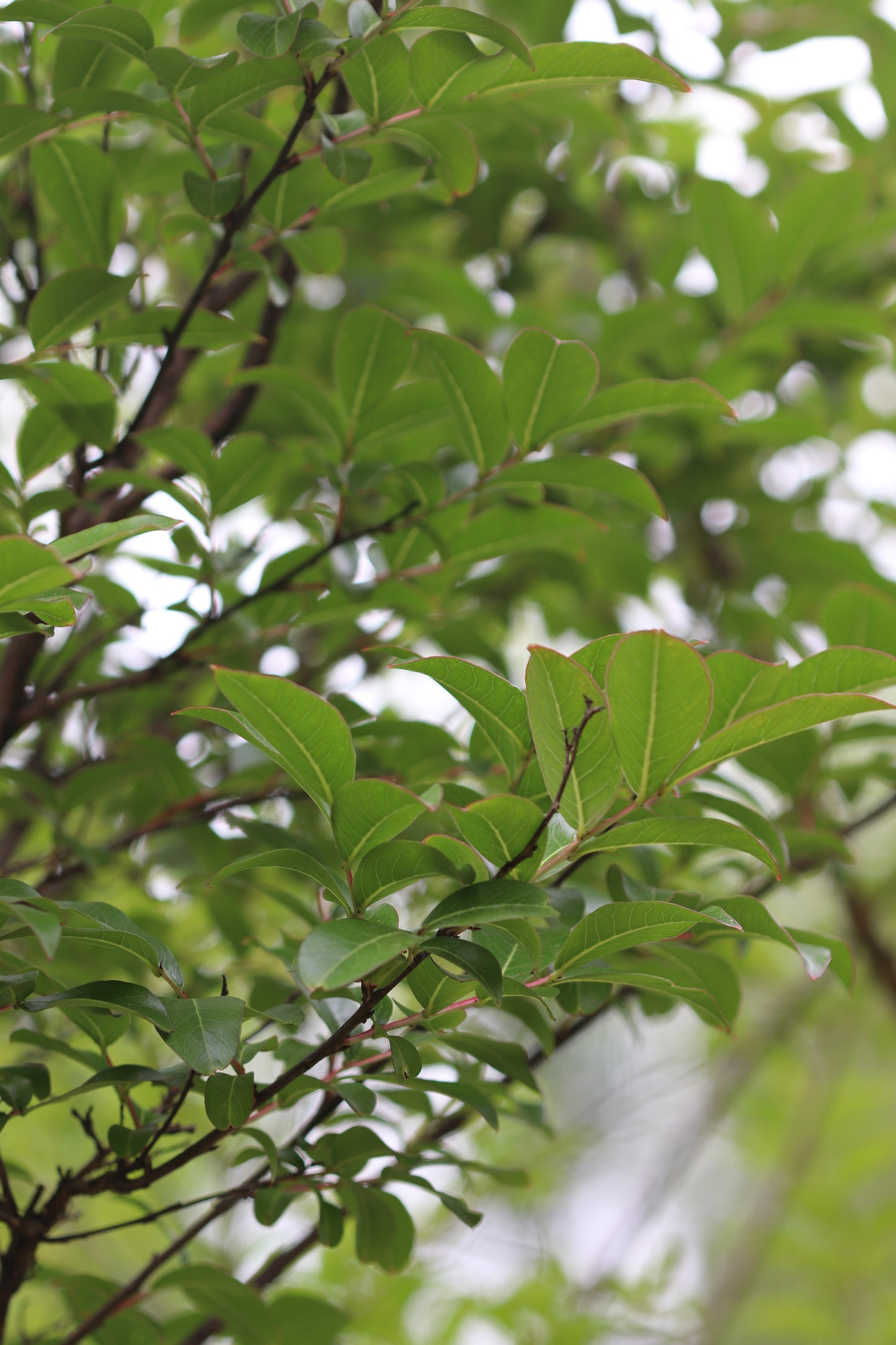 *RETAIL - Lagerstroemia 'Twilight' - Standard