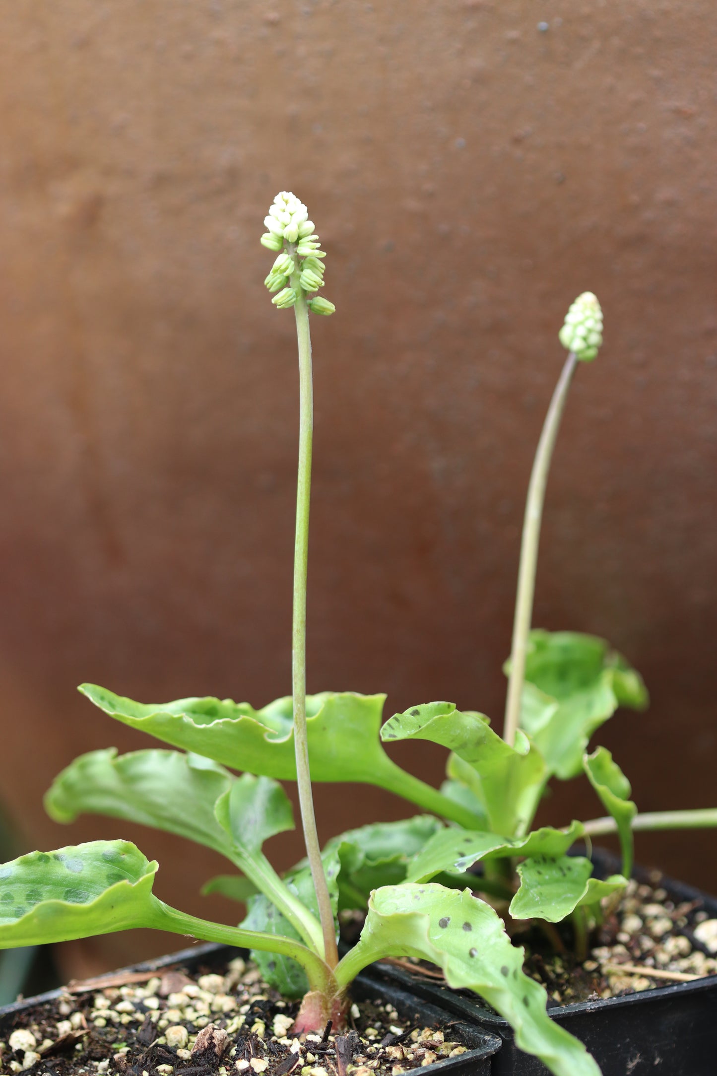 *RETAIL - Drimiopsis maculata