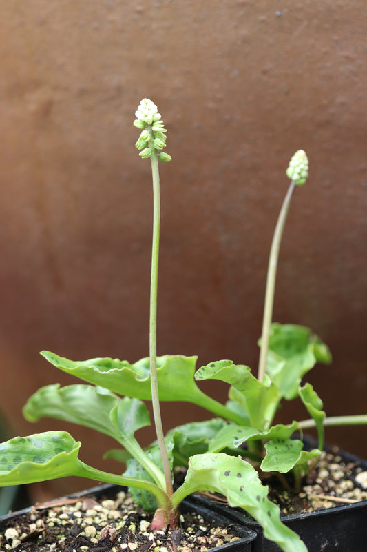 *RETAIL - Drimiopsis maculata