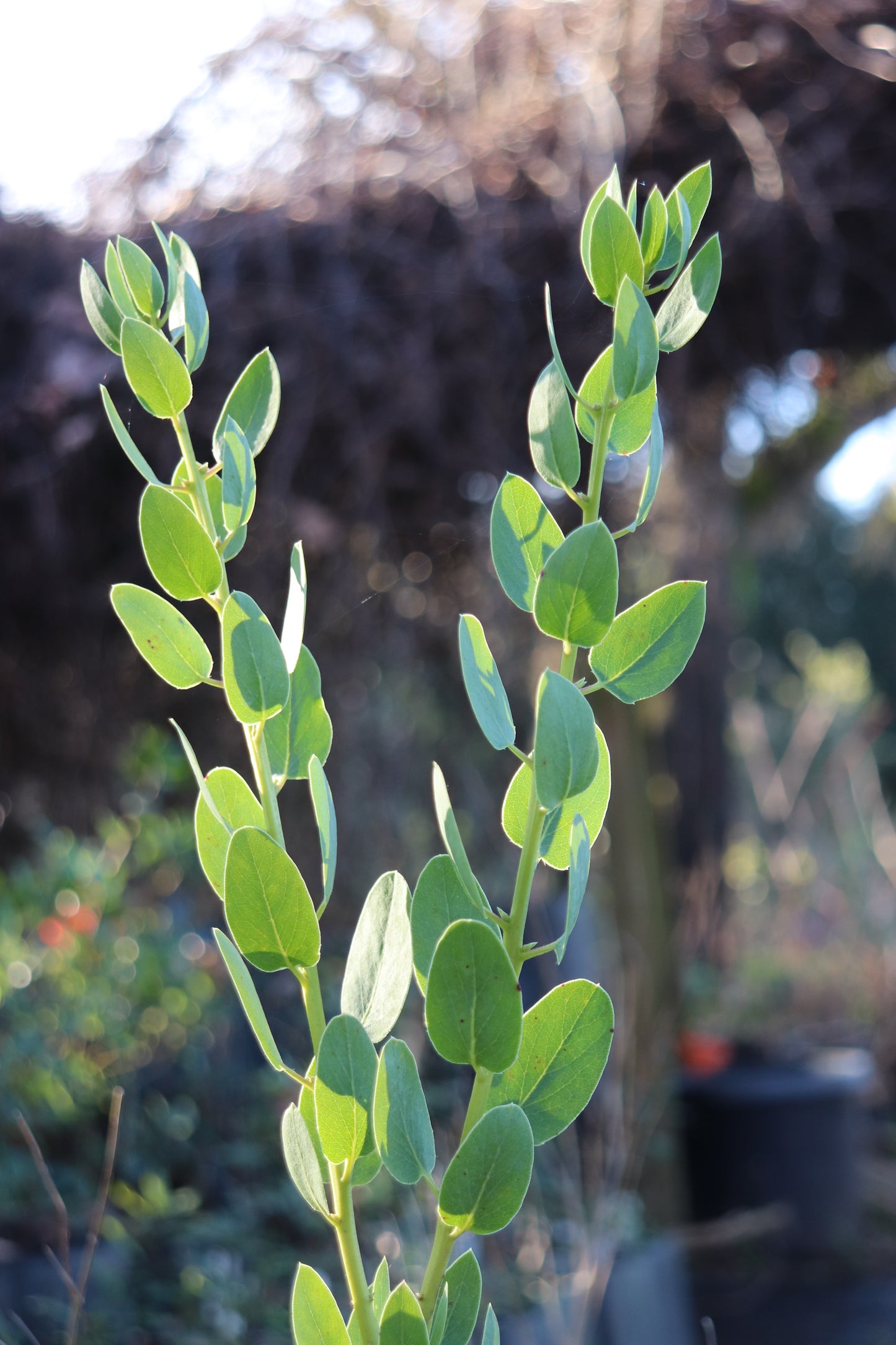 *RETAIL - Arctostaphylos glauca - small leaf selection