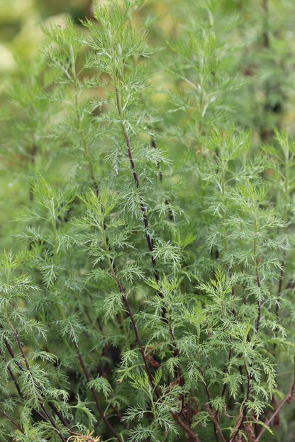 *RETAIL - Artemisia molinieri