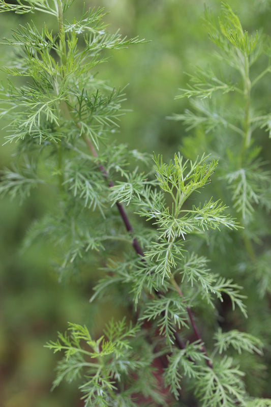 *RETAIL - Artemisia molinieri