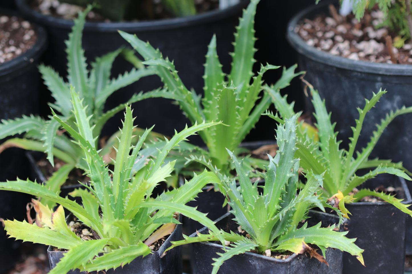 *RETAIL - Eryngium deppeanum