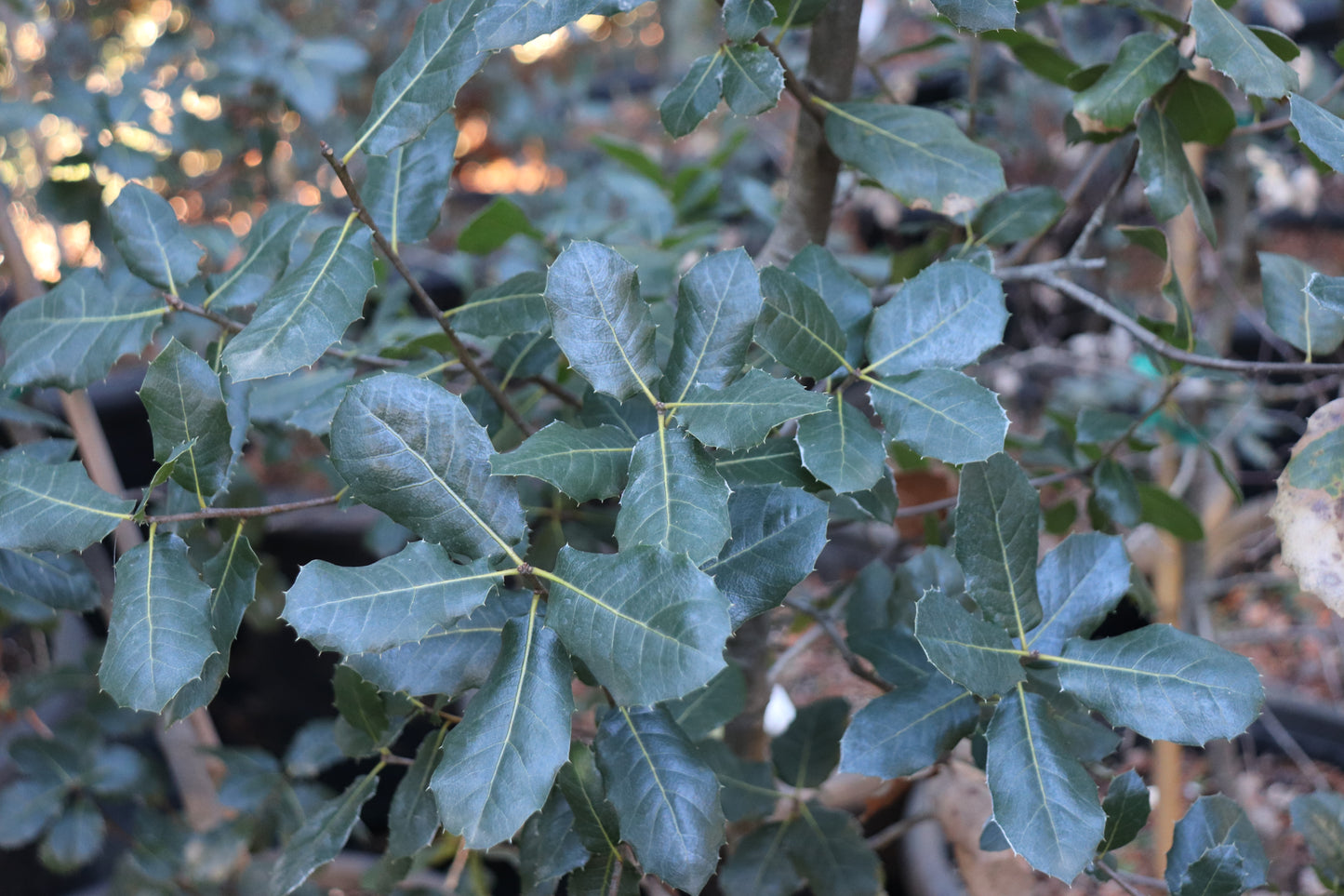 *RETAIL - Quercus wislizeni 'Round Valley'