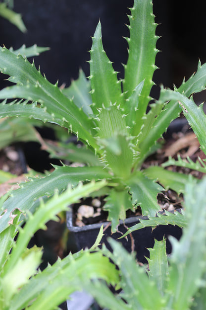 *RETAIL - Eryngium deppeanum