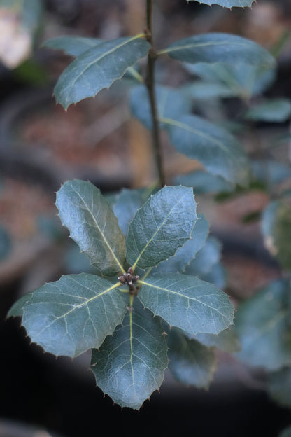 *RETAIL - Quercus wislizeni 'Round Valley'