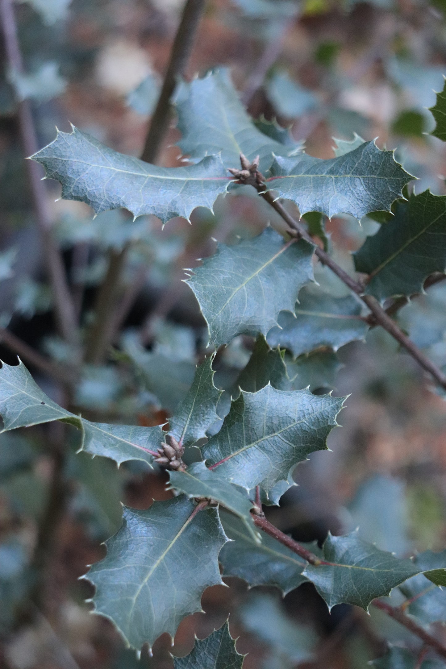 *RETAIL - Quercus wislizeni ssp. fruticosa 'Trinity'