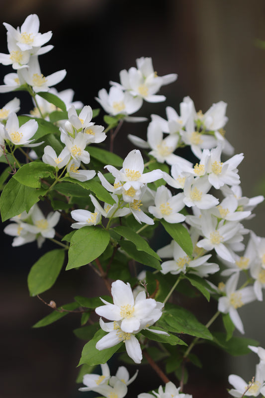 *RETAIL - Philadelphus lewisii 'Goose Creek'