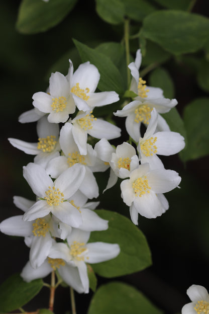 *RETAIL - Philadelphus lewisii 'Goose Creek'