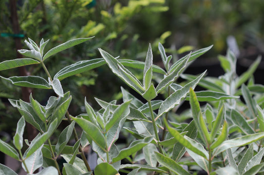 *RETAIL - Asclepias eriocarpa