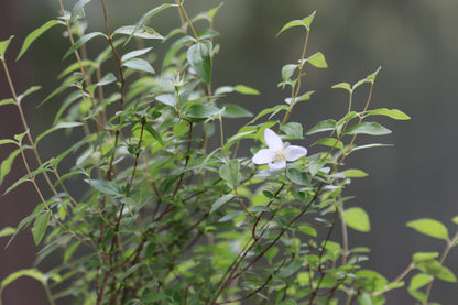 *RETAIL - Philadelphus microphyllus 'Desert Snow'