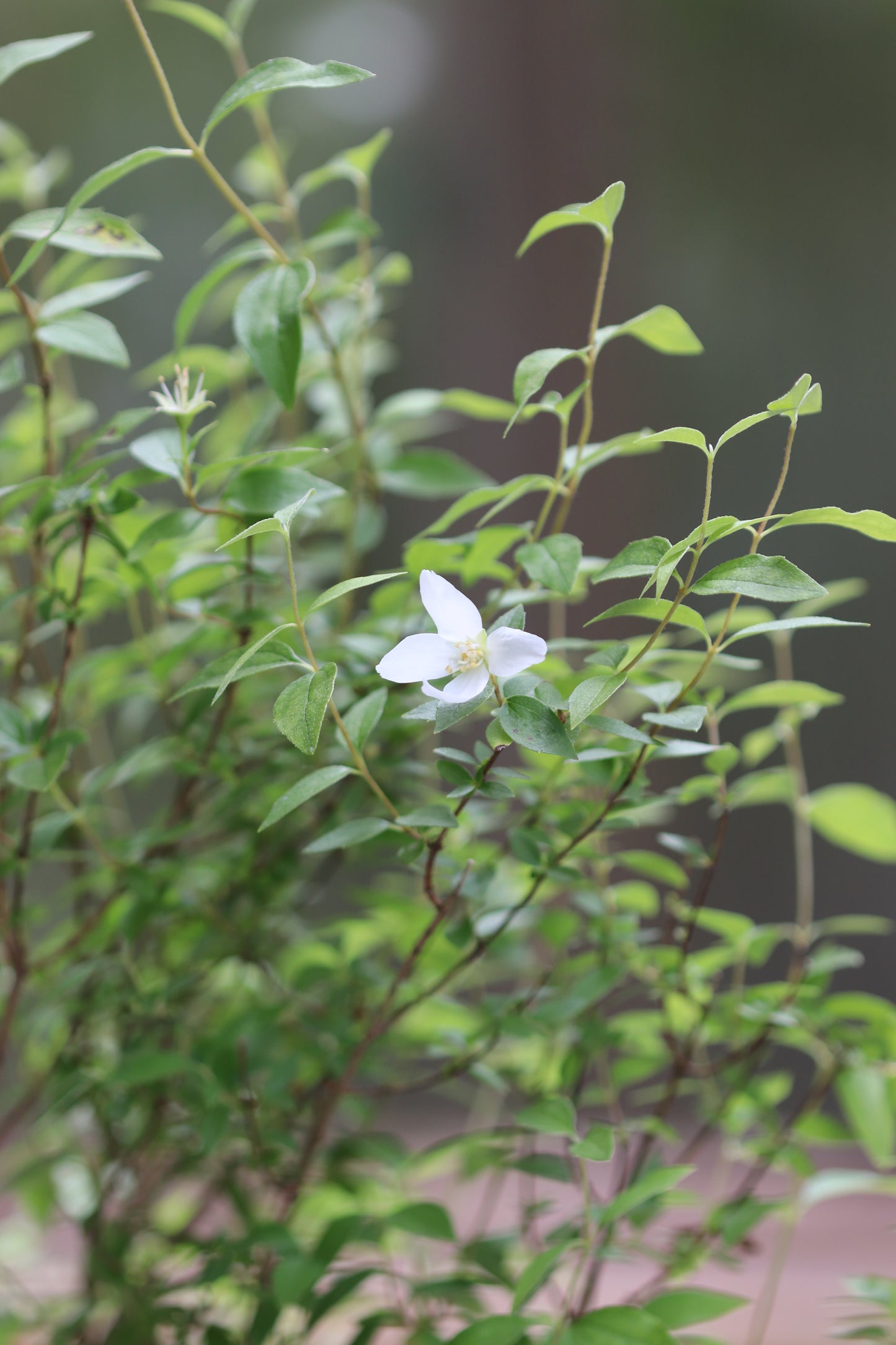 *RETAIL - Philadelphus microphyllus 'Desert Snow'