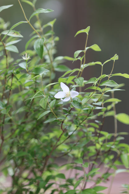 *RETAIL - Philadelphus microphyllus 'Desert Snow'