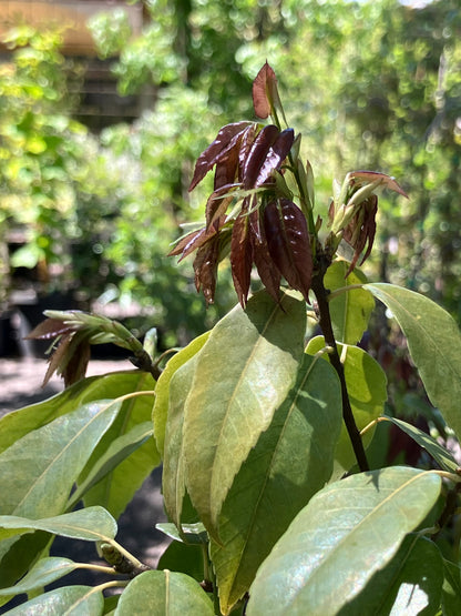 *RETAIL - Quercus myrsinifolia