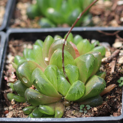 *RETAIL - Haworthia truncata [hybrid]