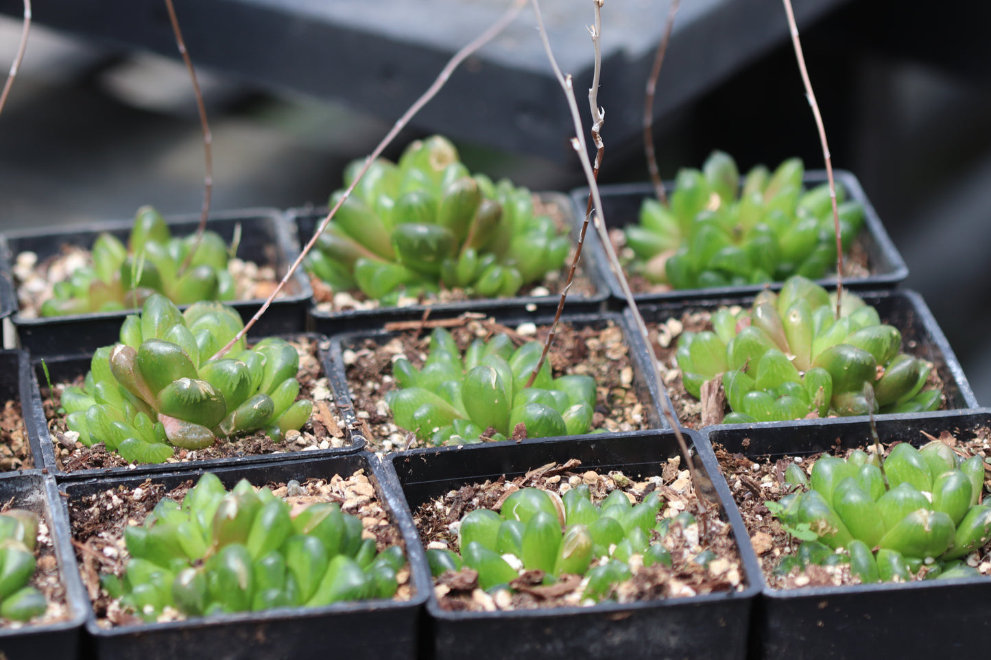 *RETAIL - Haworthia truncata [hybrid]