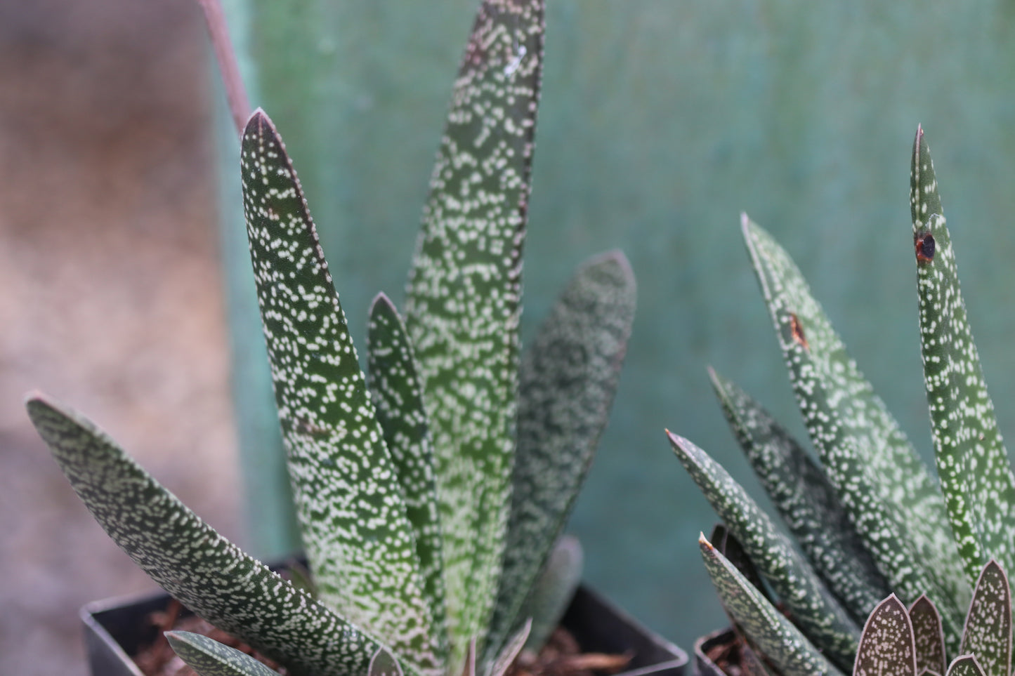 *RETAIL - Gasteria maculata