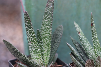 *RETAIL - Gasteria maculata
