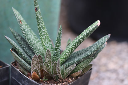 *RETAIL - Gasteria maculata