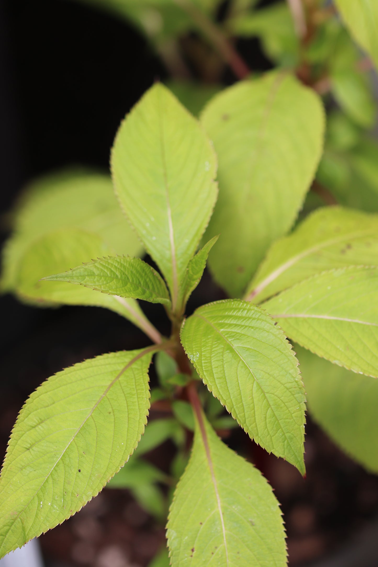 *RETAIL - Impatiens flanaganae