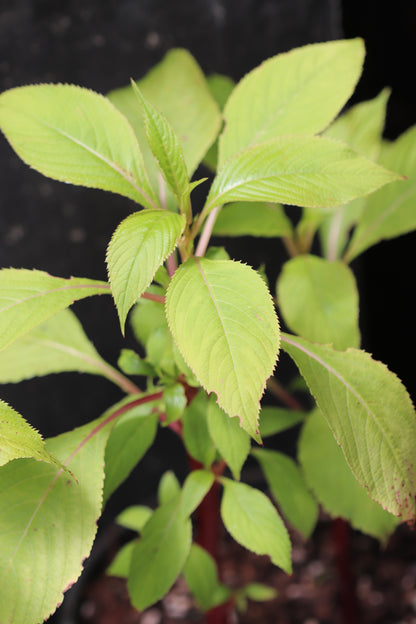 *RETAIL - Impatiens flanaganae