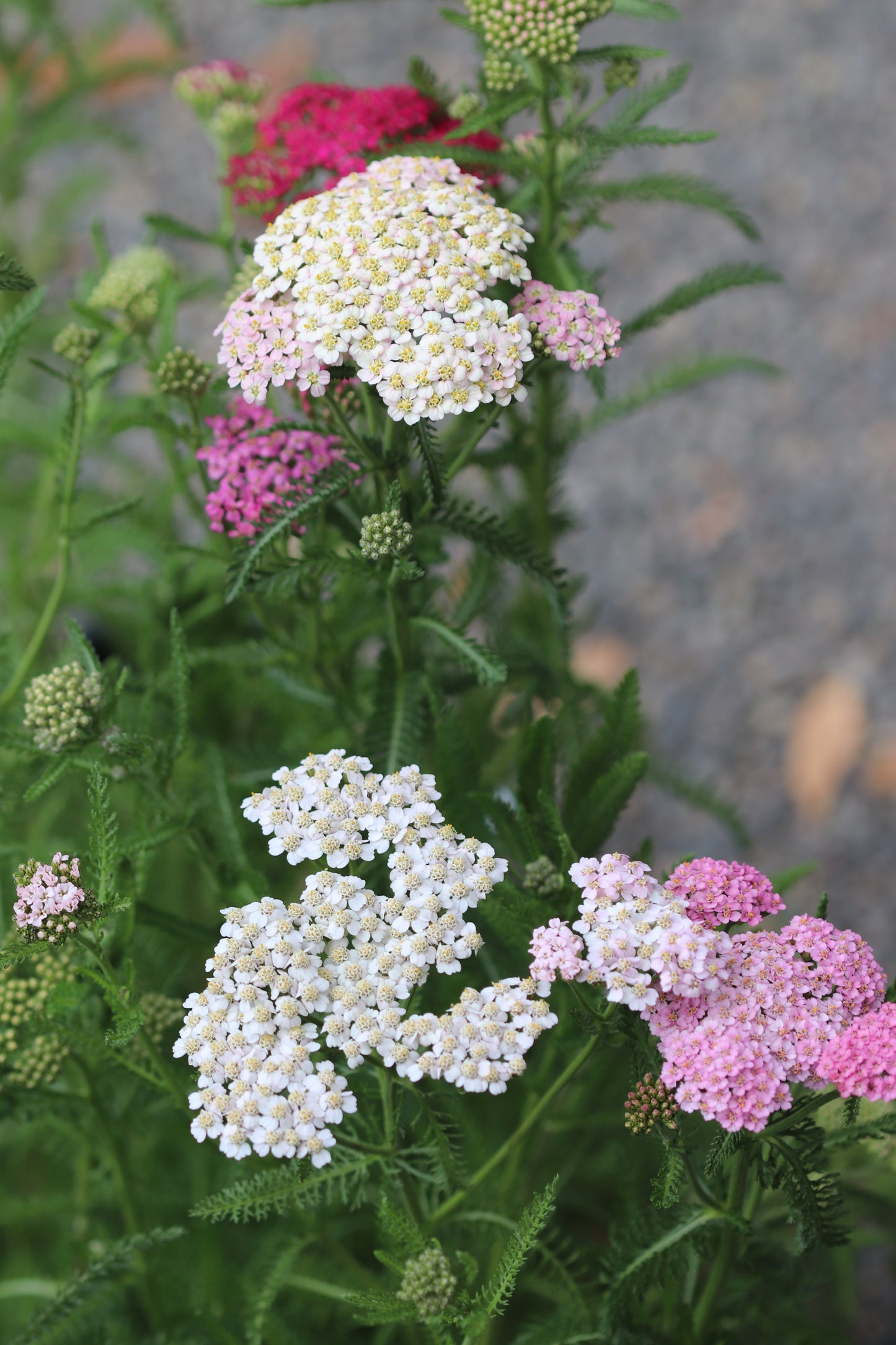 *RETAIL - Achillea millefolium 'Colorado'