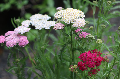 *RETAIL - Achillea millefolium 'Colorado'