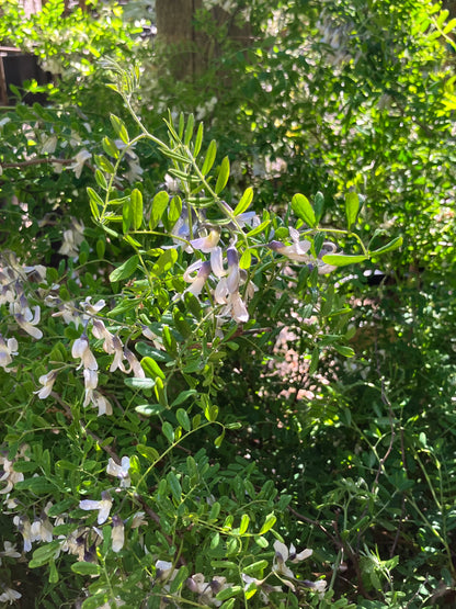 *RETAIL - Sophora davidii