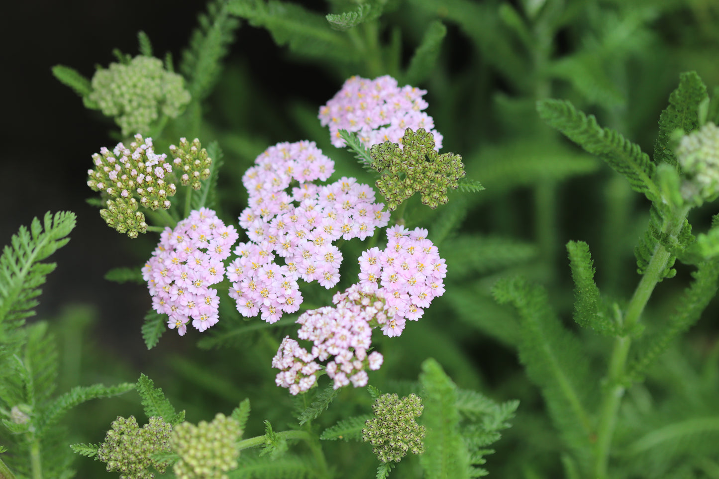 *RETAIL - Achillea millefolium Flowerburst 'Fruit Bowl'